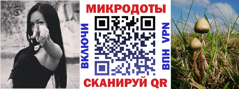Галлюциногенные грибы Psilocybe  Кировград 